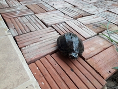 Malayemys khoratensis