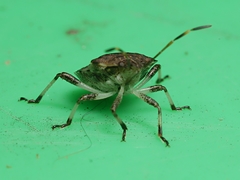Oncocoris geniculatus