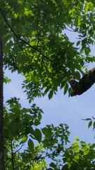 Fraxinus pennsylvanica