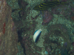 Anampses neoguinaicus
