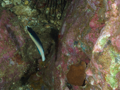 Anampses neoguinaicus