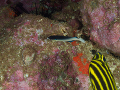 Anampses neoguinaicus