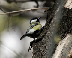 Parus major