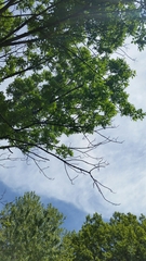 Fraxinus pennsylvanica