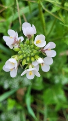 Diplotaxis erucoides