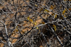 Searsia populifolia