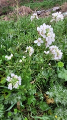 Diplotaxis erucoides