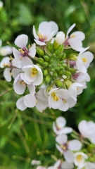 Diplotaxis erucoides