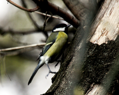Parus major