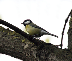 Parus major