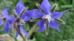 Borago officinalis