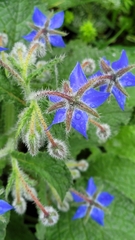 Borago officinalis