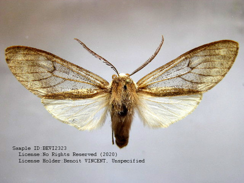 Amastus diluta