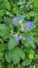 Borago officinalis