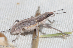 Charagmus gressorius