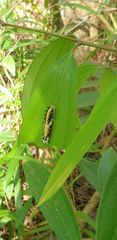 Papilio clytia clytia