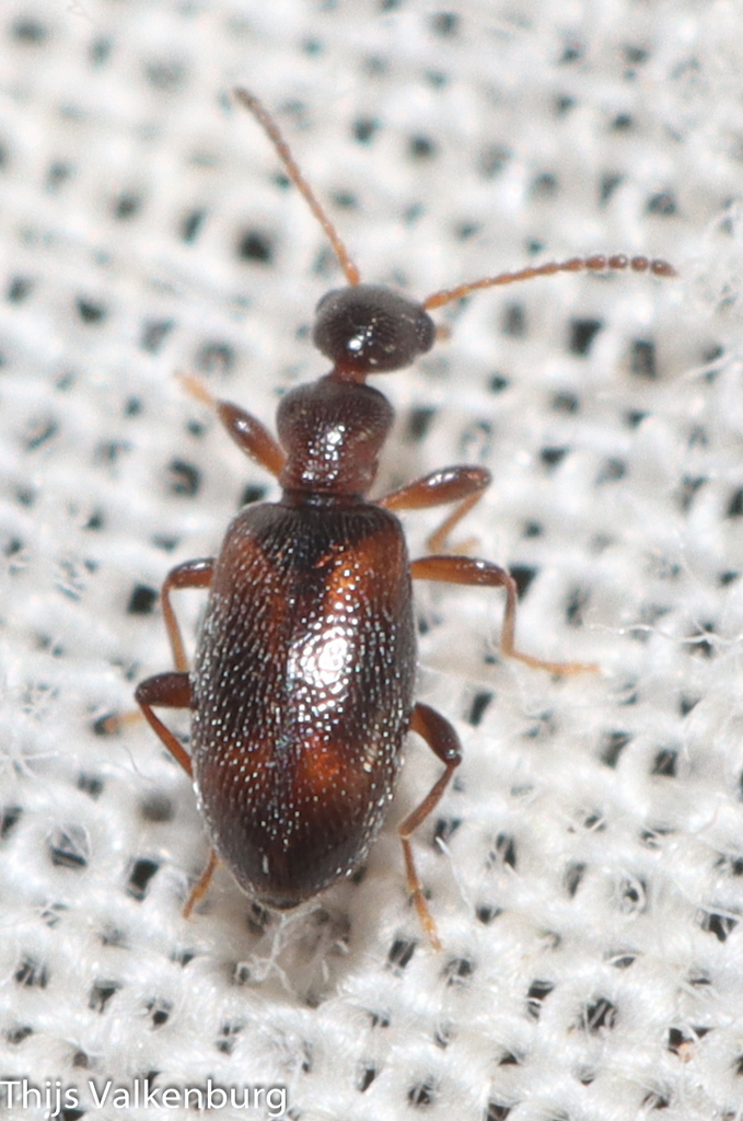 Cyclodinus constrictus