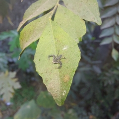 Araneae