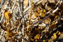 Monechma mollissimum