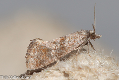 Cochylidia heydeniana