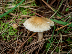 Inocybe sindonia