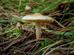 Inocybe sindonia