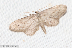 Idaea longaria