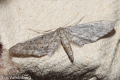 Idaea longaria