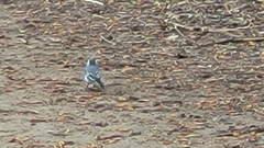 Motacilla alba