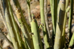 Euphorbia gregaria image