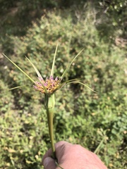 Tragopogon coelesyriacus