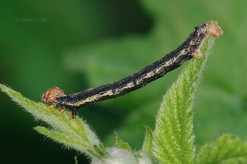 piadivka pomarančová (Agriopis aurantiaria)