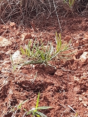 Asclepias velutina