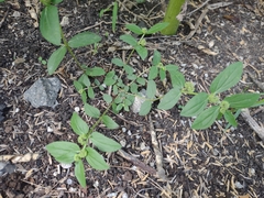 Euphorbia