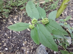 Euphorbia