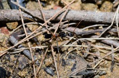 Leptomyrmex rothneyi