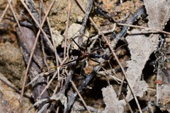 Leptomyrmex rothneyi