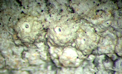 Ocellularia jacinda-arderniae