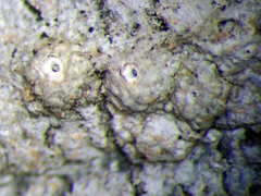 Ocellularia jacinda-arderniae