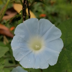 Ipomoea