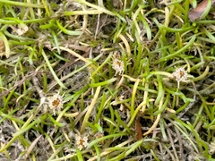 Leptinella maniototo