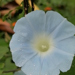 Ipomoea