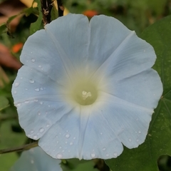 Ipomoea