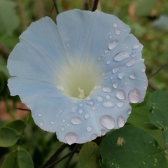Ipomoea