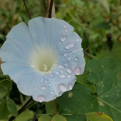 Ipomoea