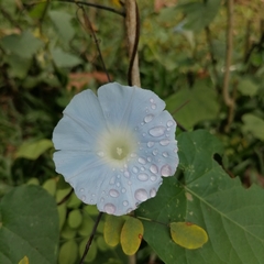 Ipomoea