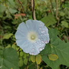Ipomoea