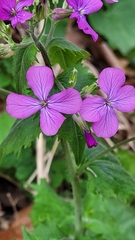 Lunaria annua