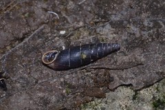 Clausilia rugosa parvula