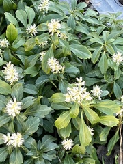 Pachysandra
